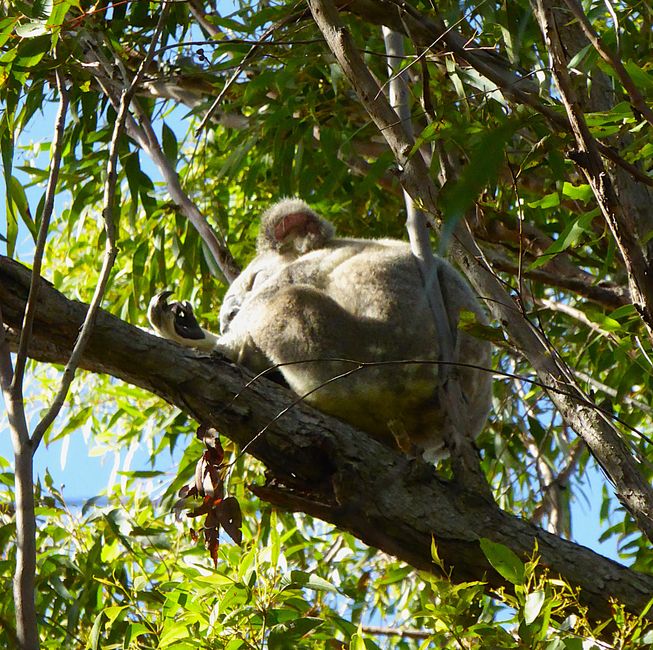 Koala müsste man sein...