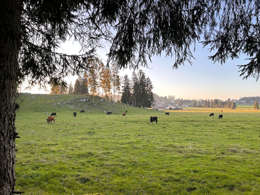 Kühe in freier Wildbahn :-)