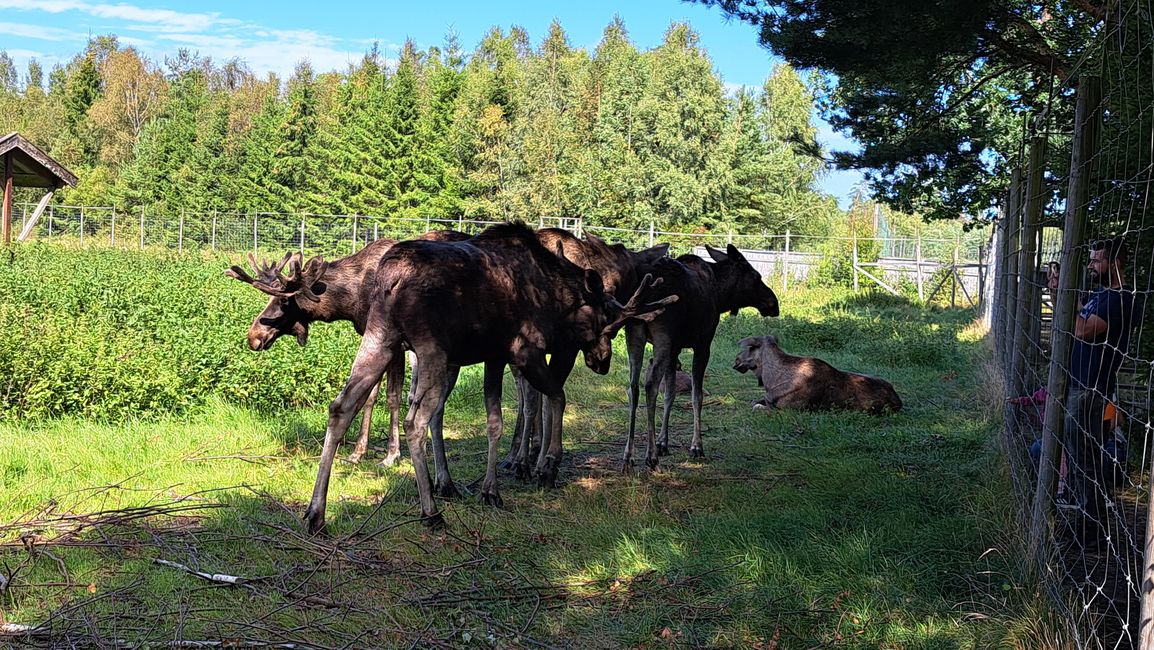 Small herd