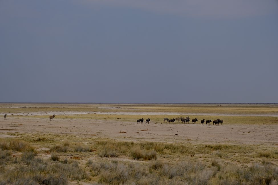 Ethosa Nationalpark 🐘🦒