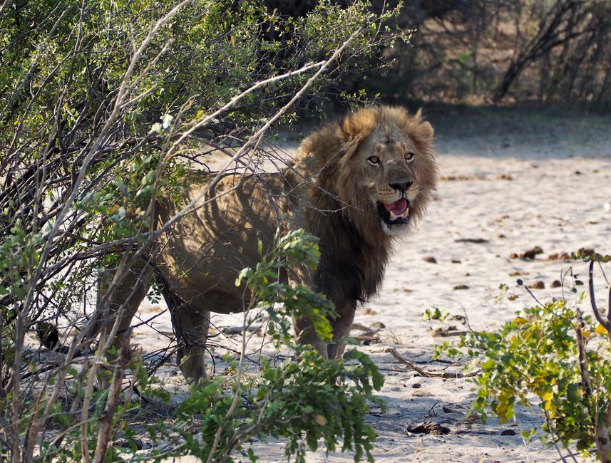 Safari pur-das Abenteuer beginnt