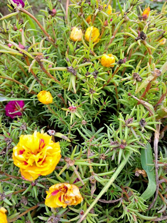 Portulaca