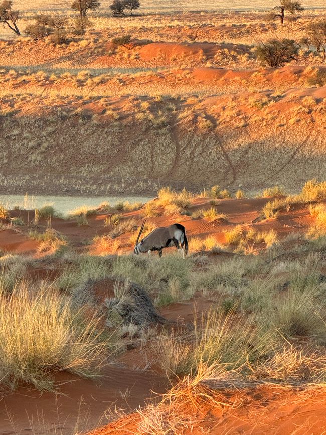 Namibia 2k25 🦓🏜️🐘