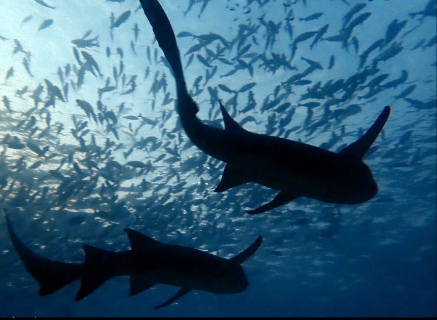 10 Días en Thundufushi - Un Viaje a Través de Aguas Azules, Jardines de Coral y Momentos de Quietud