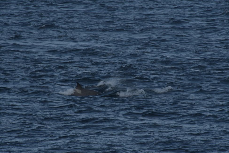 Orques / Killer whales