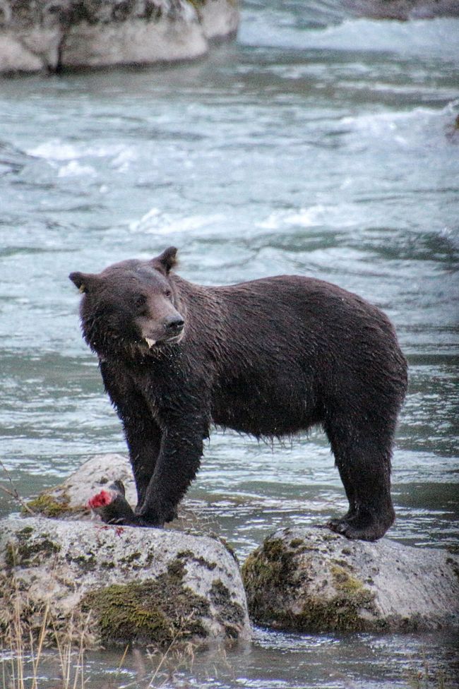 Day 26: Chilkoot River - a big bear show & photoshoot with 'Lulu'