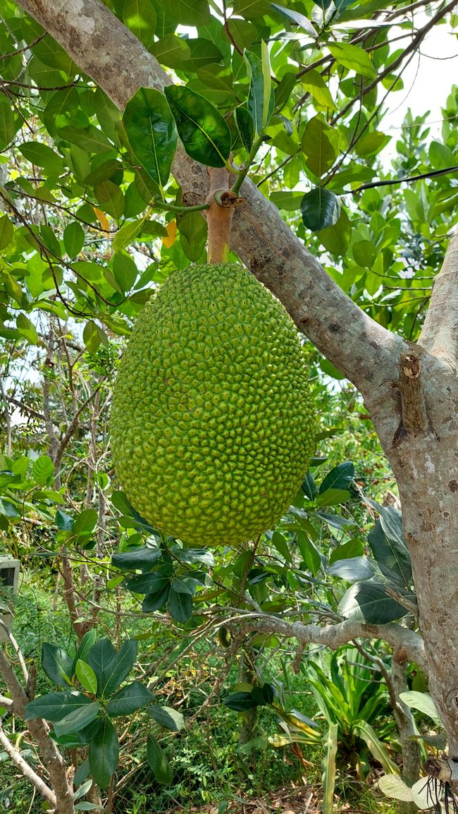 Jackfrucht
