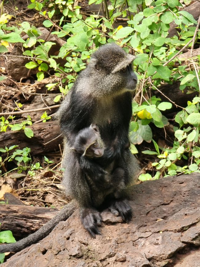 Tansania - Tag 3: Manyara Nationalpark