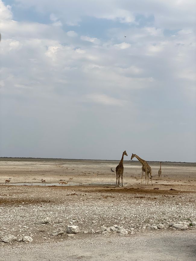 Etosha National Park 🐘🦒