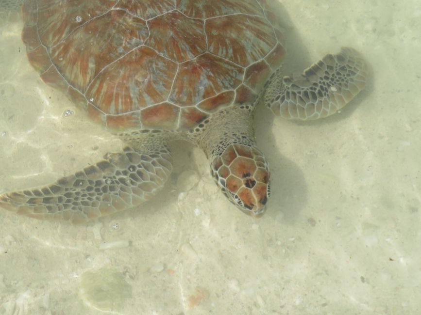 Tortue caouanne