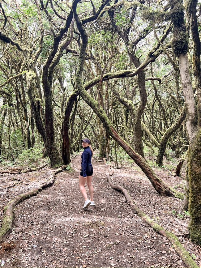 Hiking forrest
