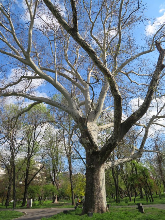 Park