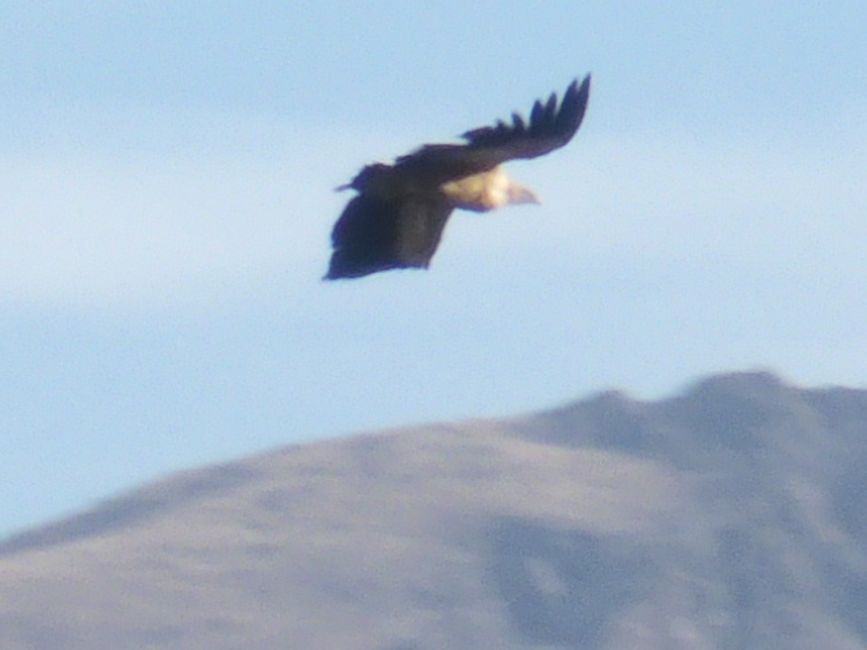 Geier oder Adler?