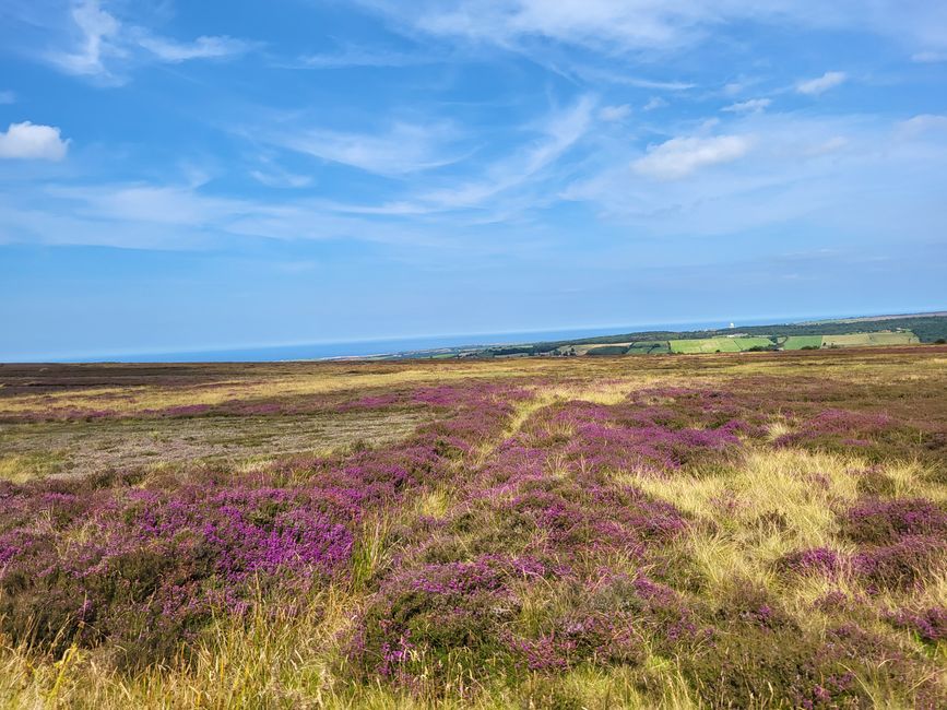 Heath Landscape