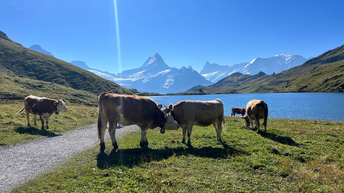 Company outing to the First Grindelwald Walk to the Faulhorn