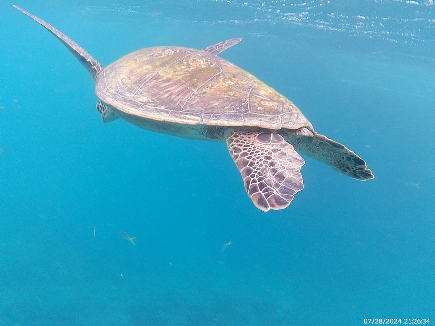 Tag 27, 21. Mai, Great Barrier Reef