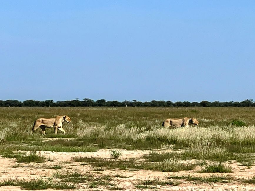 El Parque Nacional Etosha
