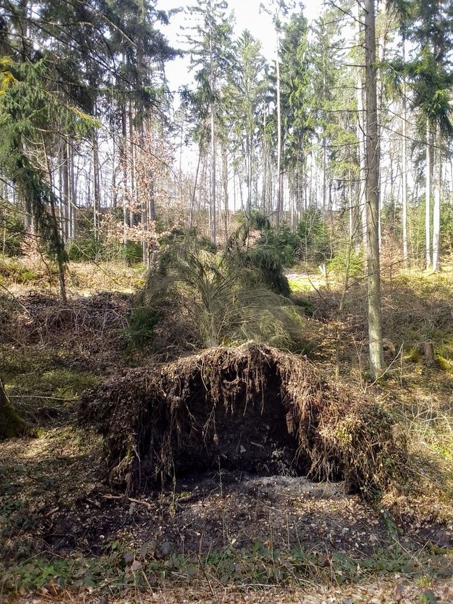 Zeitreise ins Holz, oder wie uns die Alten beschenken wollten 