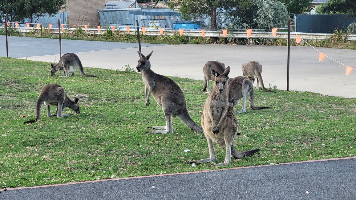Halls Gap – Meet the Wildlife im Vorgarten