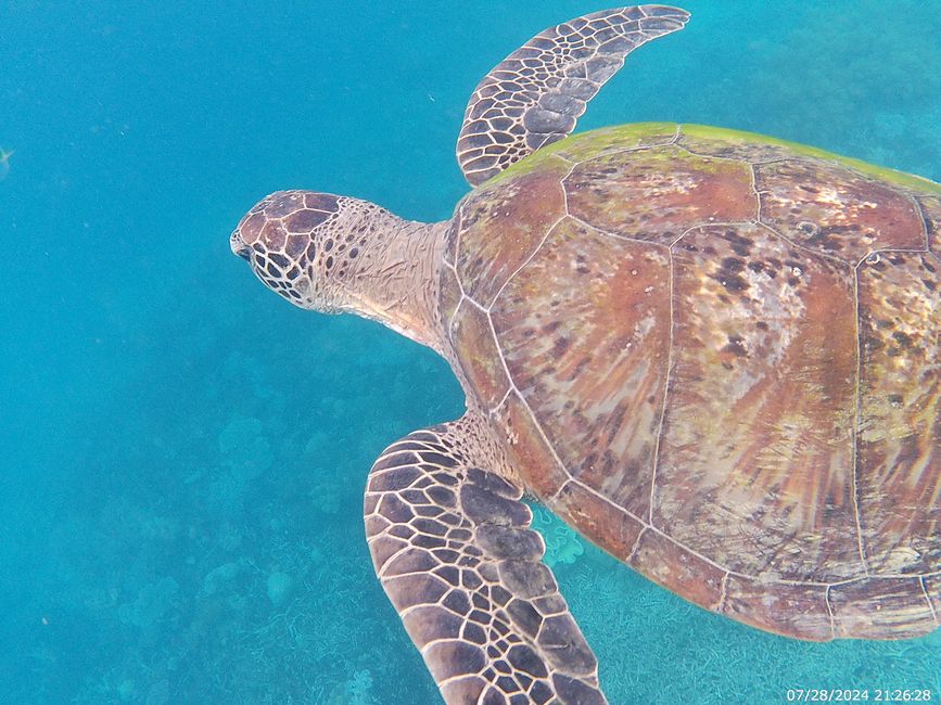 Tag 27, 21. Mai, Great Barrier Reef