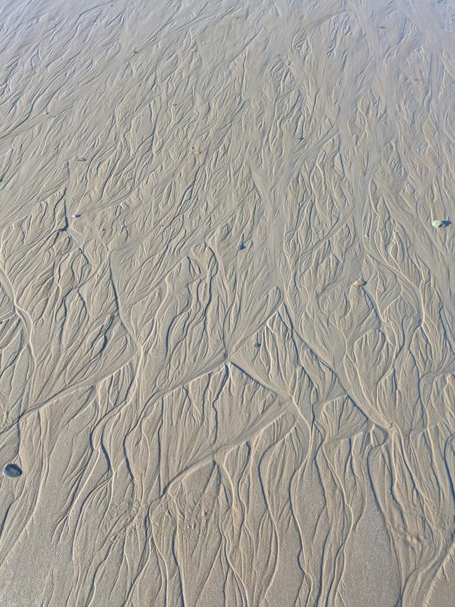 3 Tage in Ellis Beach - mit Krokodilen