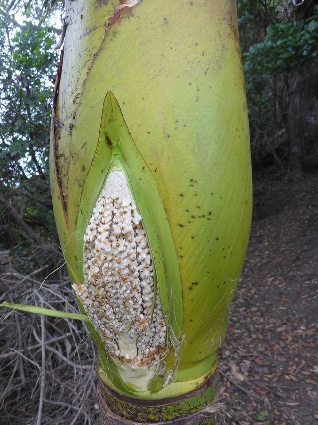 2025-04-11 NZ, Coromandel