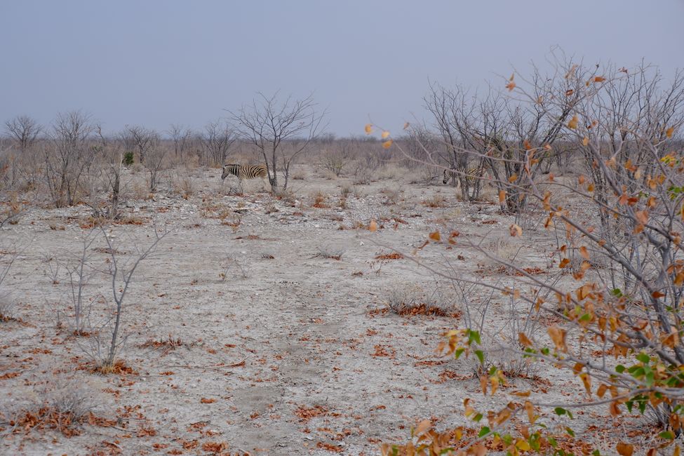 Ethosa Nationalpark 🐘🦒