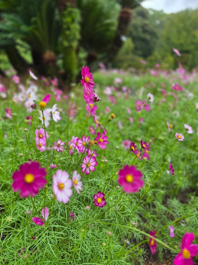 Kyoto Botanical Garden