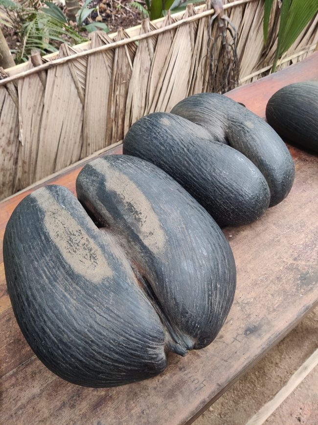 Seychellen - Tag 8: Praslin Nationalpark Vallée de Mai