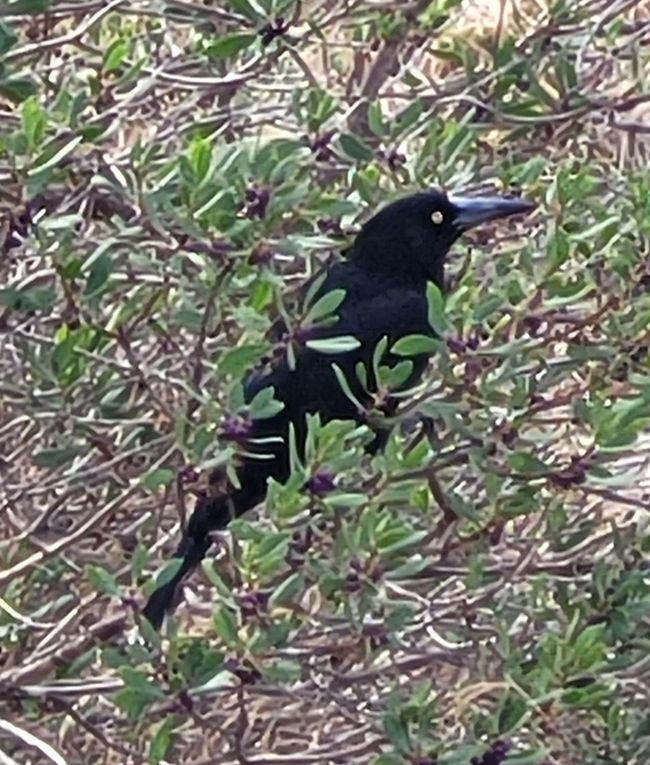 Tag 92: Penneshaw/Kangaroo Island/Australia