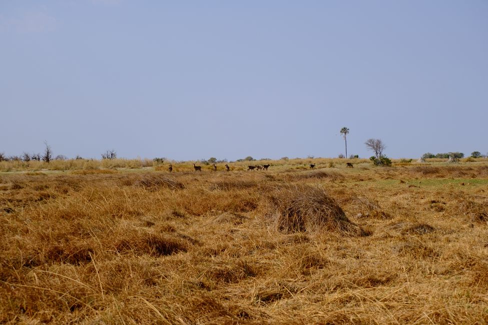 Delta del Okavango 🇧🇼