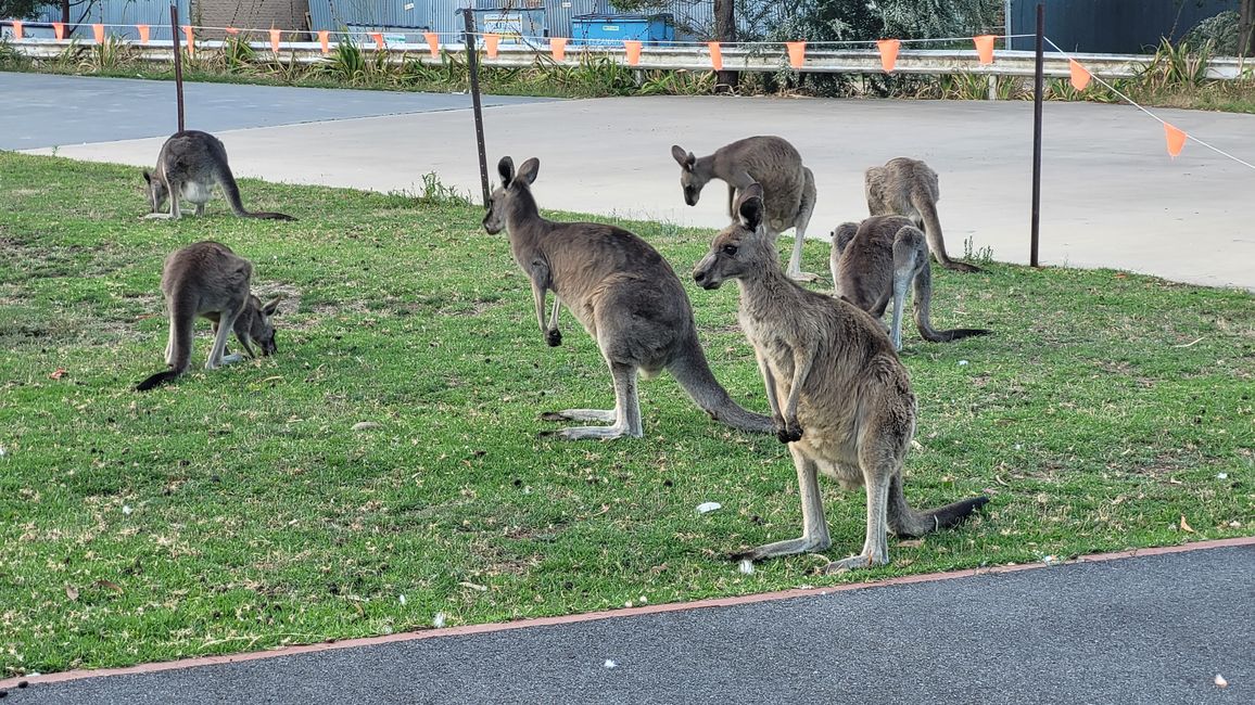 Halls Gap – Meet the Wildlife im Vorgarten