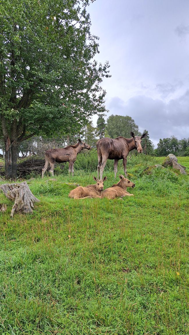 Moose cows and calves