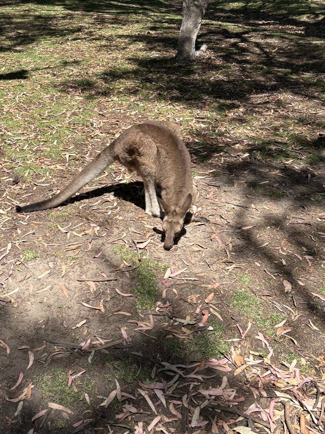 Wiedersehen in Adelaide, 11. und 12.01.25