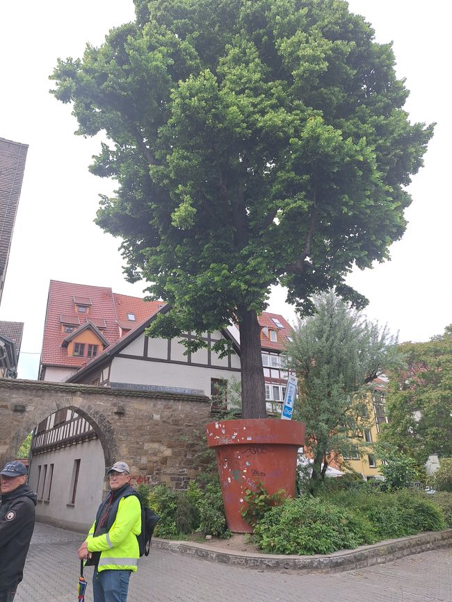 Production de semences à Erfurt 