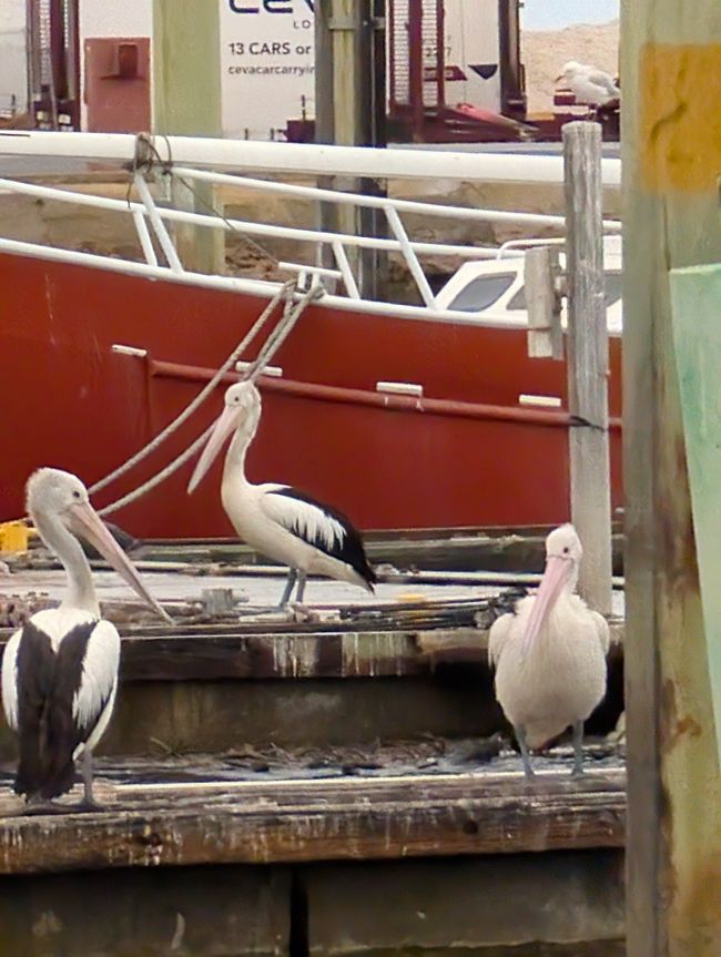 75.Tag 20.3.25 Adelaide Australiens