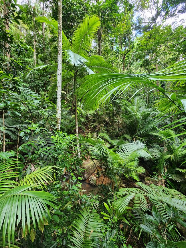 Tag 28, 22. Mai, Daintree, der älteste Regenwald der Welt