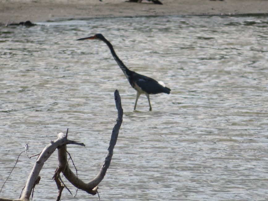 Oiseau aquatique