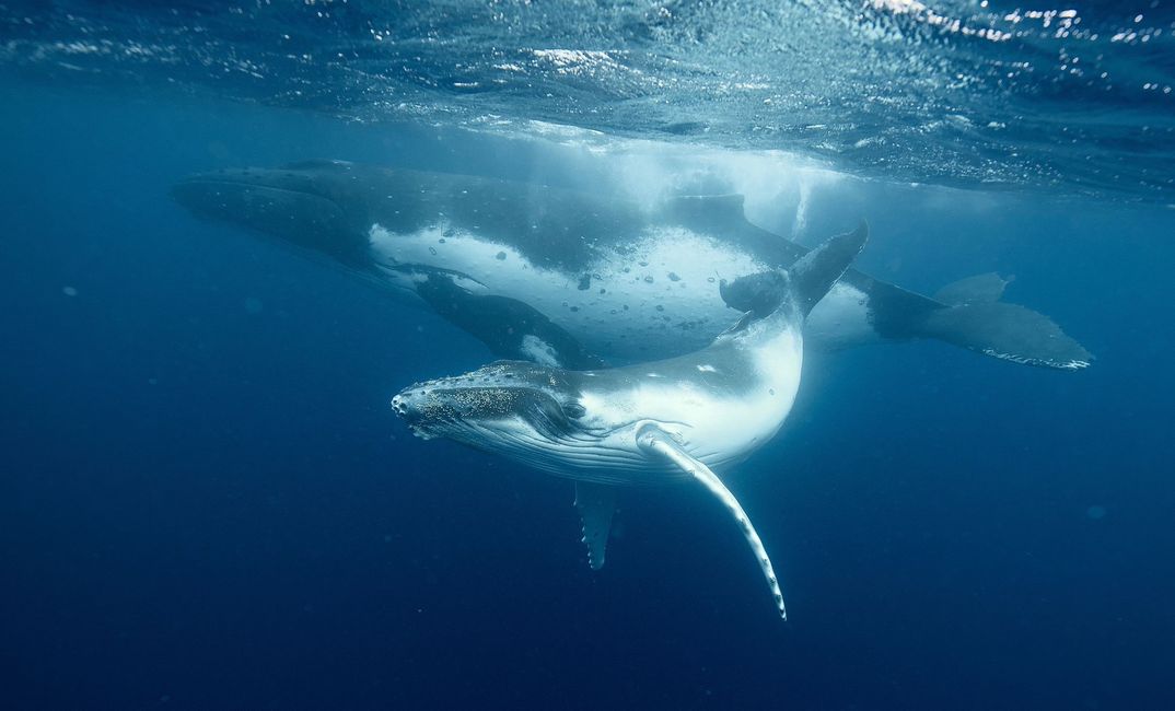 Nuotare con le balene megattere nel regno di Tonga