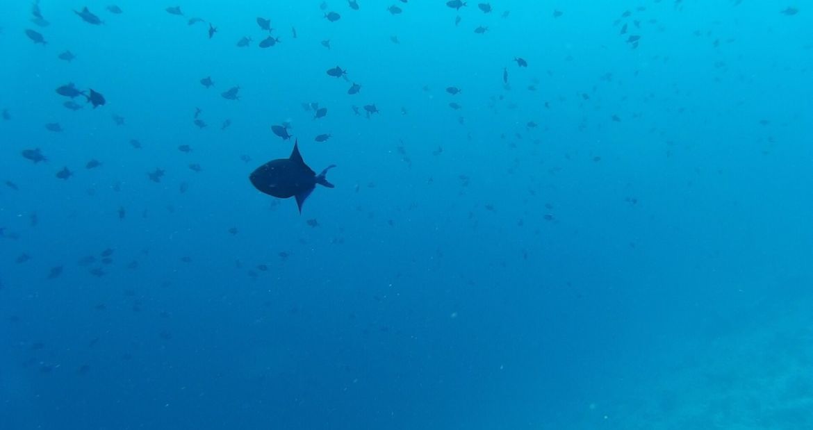 10 Días en Thundufushi - Un Viaje a Través de Aguas Azules, Jardines de Coral y Momentos de Quietud