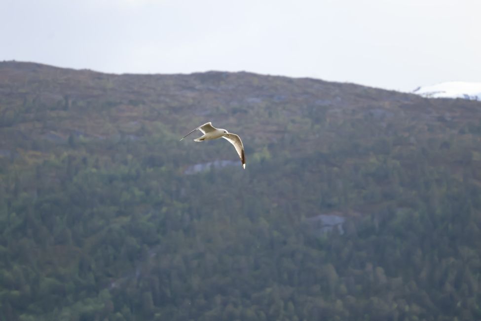 Südnorwegen hat mich in seinen Bann gezogen