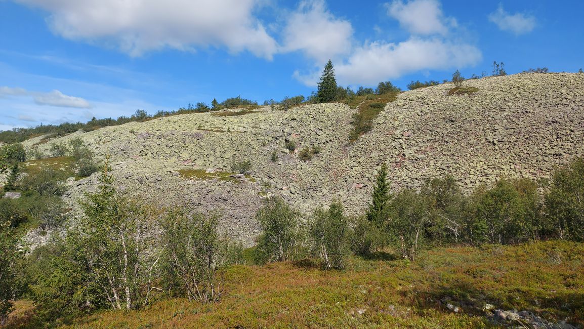 Parc national de Fulufjellet - Safari d'élans