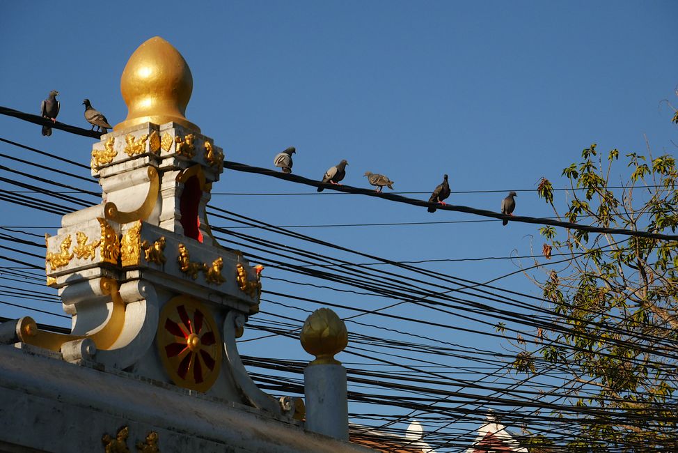 Temple doves