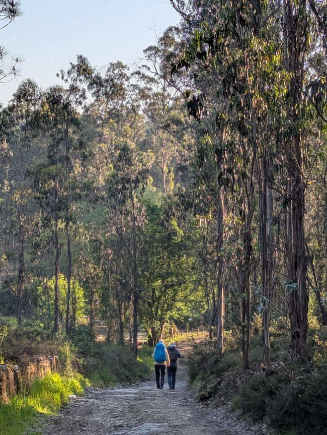 Dall'equilibrio delle forze (Camino Portugues 3)
