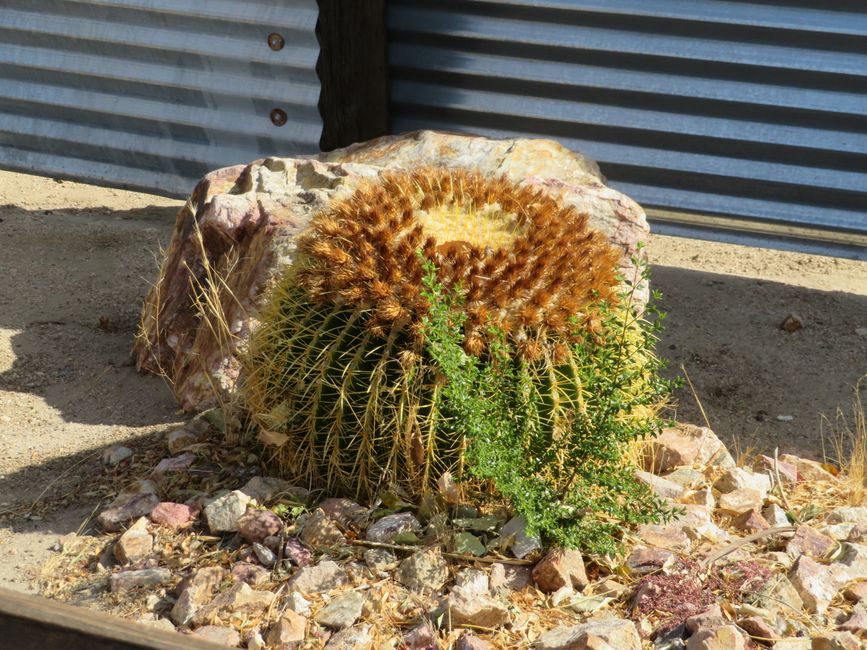 Saguaro cactus