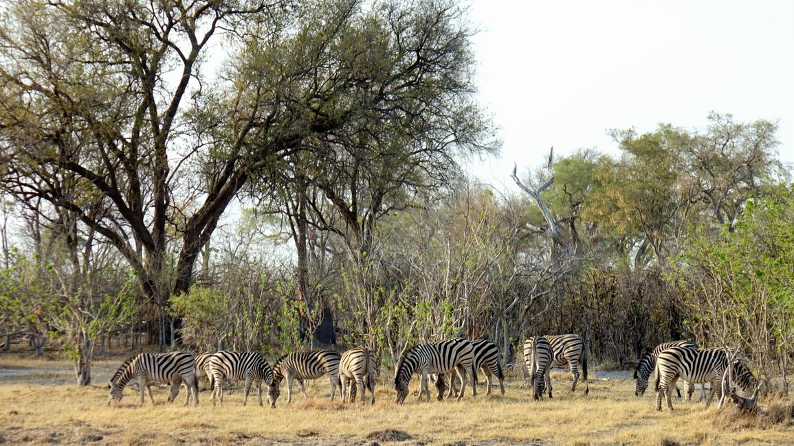Simbabwe / Botswana 2024