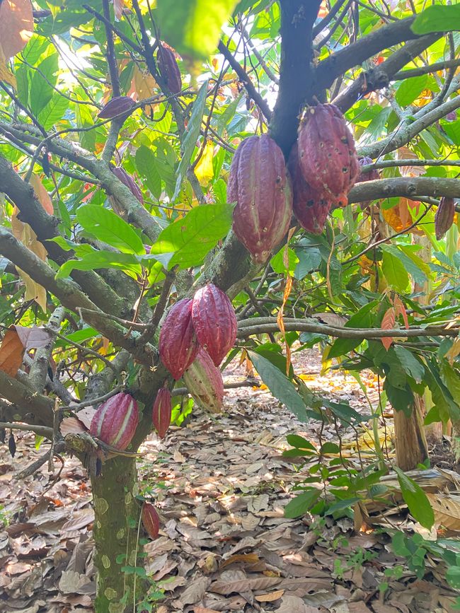 Schimpansen im Kalinzu Forest und Twin Lakes