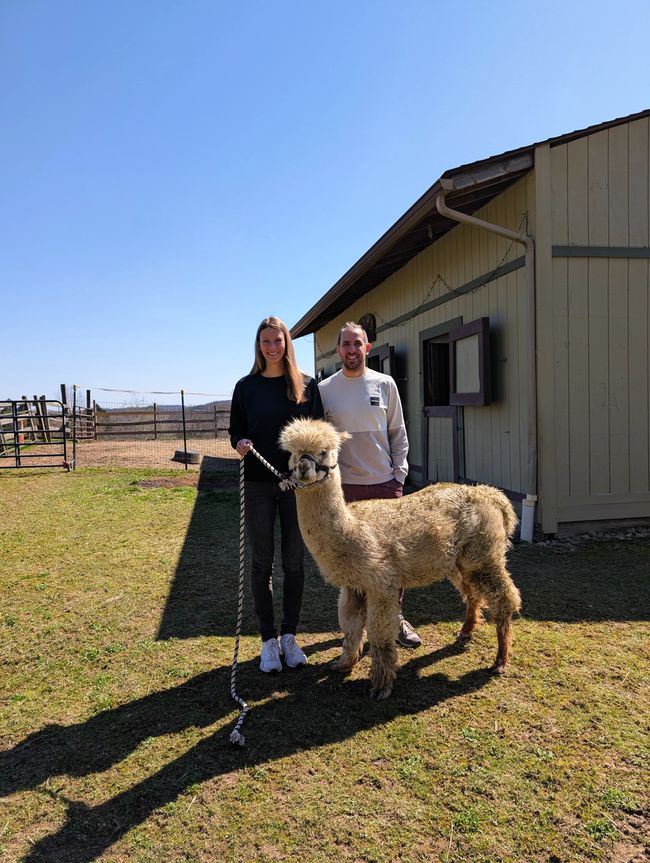 Bei Freunden zu Hause. Farm anschauen und Alpaka füttern