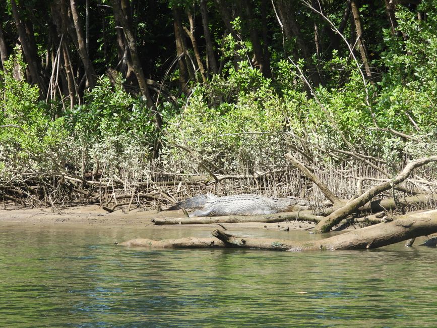 Tag 30, 24. Mai: Ultima crociera sul fiume Daintree