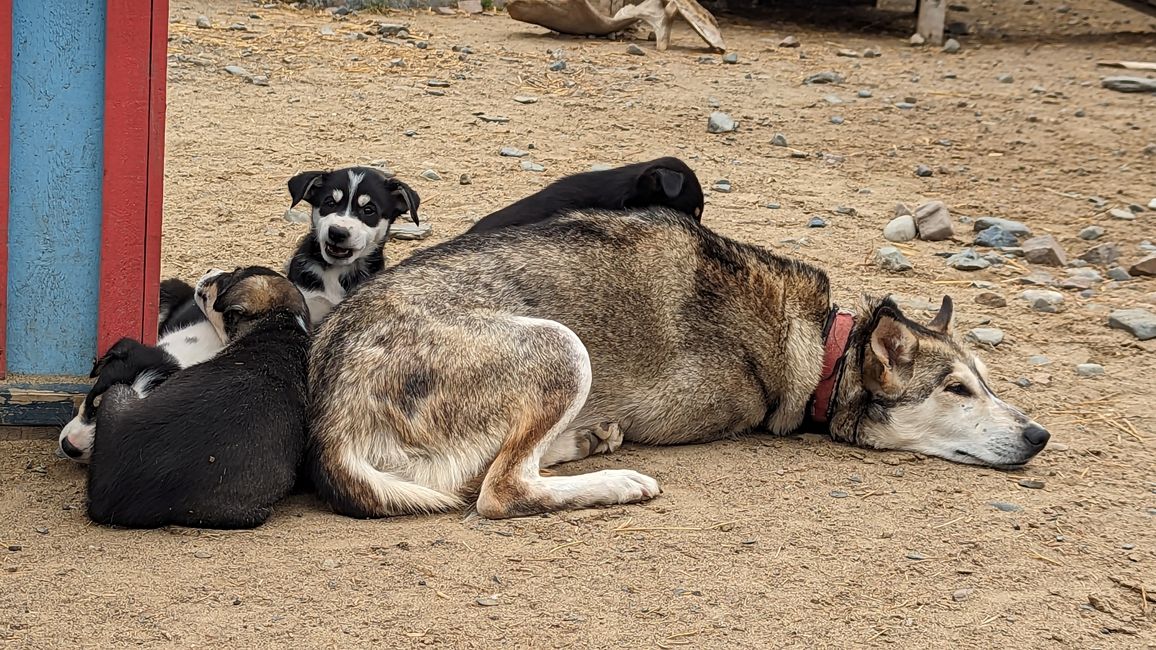 Day 21: Around Whitehorse: Husky Puppies, Emerald Lake & the smallest desert in the world